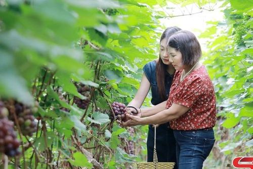 Sản xuất nông nghiệp xanh, bền vững ở Mường Sang