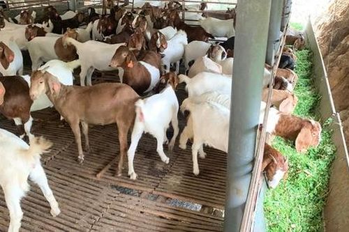 Tìm lối đi riêng, chàng trai trẻ Bắc Giang làm giàu với trang trại dê nghìn con