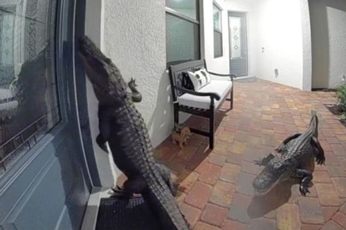 Cá sấu 'gõ cửa', người dân Florida cảnh giác cao độ
