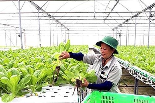 Doanh nghiệp đầu tư vào nông nghiệp còn hạn chế
