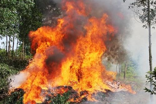 'Dị nhân gọi mưa' Nguyễn Minh Hoàng lại muốn chữa cháy rừng cho các địa phương