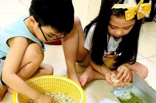 Bà nội trợ tự làm giá đỗ sạch tại nhà sau loạt vụ giá đỗ 'ngậm' hóa chất