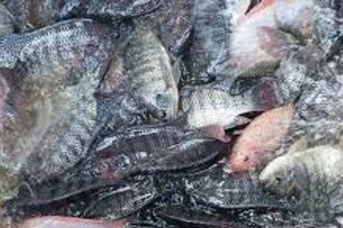 Tiềm năng xuất khẩu cá rô phi