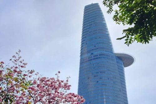 Hoa kèn hồng nở rực rỡ trên nhiều tuyến đường TP Hồ Chí Minh