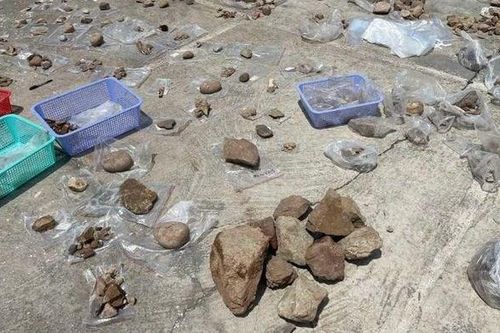 Phát hiện, khai quật 9 bộ di cốt của cư dân văn hóa Quỳnh Văn