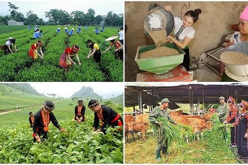 Hoàn thiện hồ sơ dự thảo điều chỉnh CTMTQG phát triển KT-XH vùng dân tộc thiểu số và miền núi