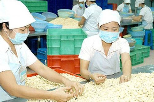Gần 77% lượng điều mà Hà Lan nhập khẩu là từ Việt Nam