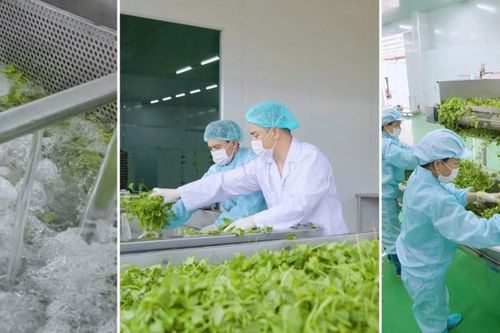 Sấy thăng hoa eHerbal- 'chìa khóa' vàng cho nông sản chất lượng