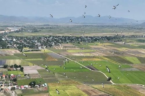 Đàn cò nhạn quý hiếm ùa về Gia Lai trú ngụ, kiếm ăn