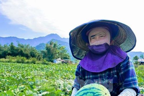 Dưa hấu được mùa rớt giá, nông dân Đà Nẵng đứng ngồi không yên