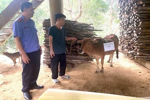 Bỏ gần 8 triệu đồng xét nghiệm ADN để giải quyết tranh chấp con bò trị giá 5 triệu