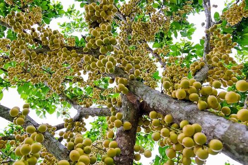 Quả đặc sản mọc chi chít từ gốc tới ngọn, chín vàng ở An Giang
