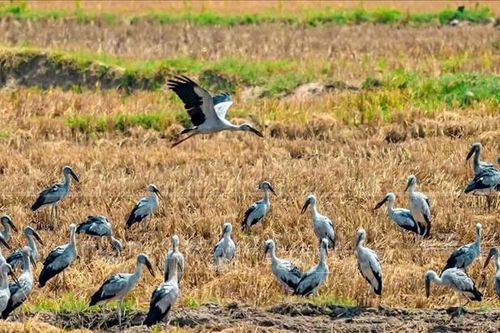 Bảo vệ đàn Cò Ốc quý hiếm xuất hiện tại Gia Lai