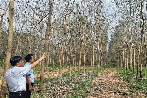 Hàng nghìn ha cao su bị héo, khô lá chưa rõ nguyên nhân