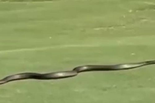 Kinh hoàng rắn độc khổng lồ xuất hiện trên sân golf, chuyên gia tiết lộ sự thật gây sốc