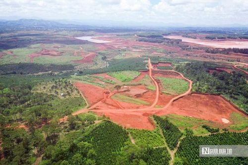 Lâm Đồng: Chấm dứt hoạt động dự án, thu hồi hơn 145ha đất rừng