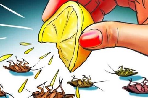 9 cách đuổi gián vĩnh viễn không cần dùng hóa chất, an toàn, hiệu quả ai cũng làm được