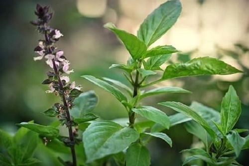 Trồng ngay những loại cây 'thần kỳ' đuổi gián cực hiệu quả an toàn gấp trăm lần thuốc xịt!