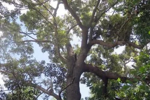 Loài cây quý hiếm nhất thế giới chỉ có tại Việt Nam, cứng như sắt, hiện còn 13 cây