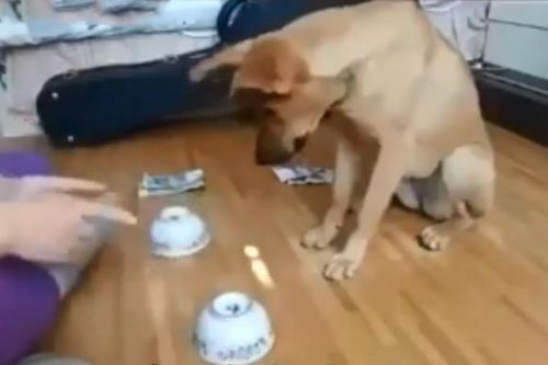 CLIP: Chó cưng gây sốt với màn đoán vật siêu đáng yêu khiến dân mạng 'lụi tim'