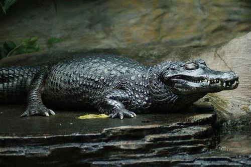 Cá sấu đen Caiman – 'Sát thủ khát máu' bậc nhất rừng rậm Amazon