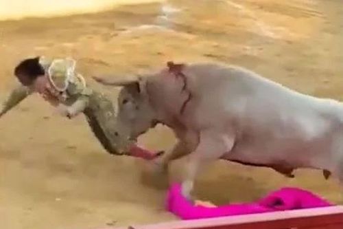 CLIP: Bò tót nổi điên húc tung võ sĩ đấu bò lên không trung và cái kết