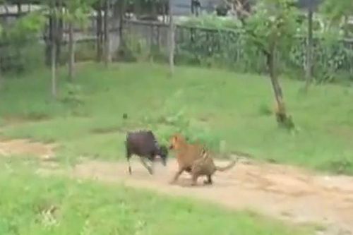 CLIP: Liều lĩnh tấn công ngược hổ, bò đực nhận cái kết dễ đoán