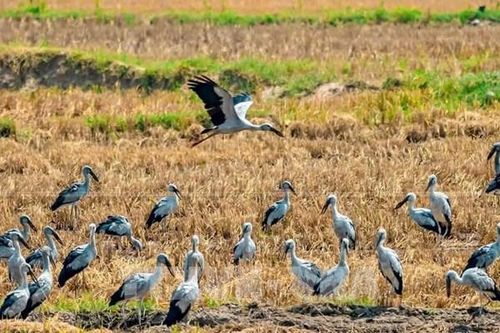 Đàn Cò Ốc quý hiếm xuất hiện tại Gia Lai