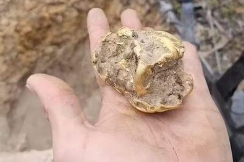 Đào sâu dưới gốc cây mục, người đàn ông phát hiện kho báu hơn 2 tỷ đồng