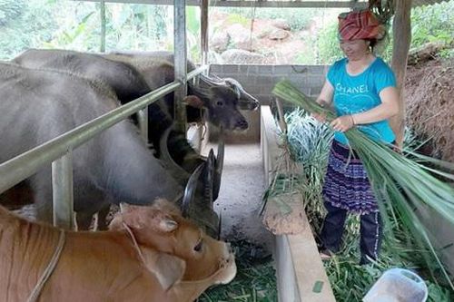 Trạm Tấu, Yên Bái: Nâng cao hiệu quả sử dụng nguồn vốn phát triển giảm nghèo