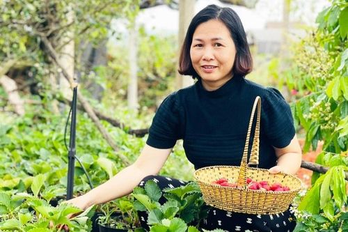 Thu nhập cao từ mô hình trồng dâu tây kết hợp du lịch sinh thái