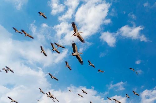 Bảo vệ đàn cò Ốc quý hiếm di cư về địa bàn xã Ia Mrơn