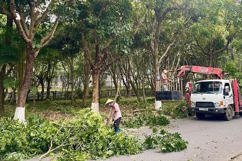 Đẩy nhanh tiến độ cắt tỉa cây xanh trước mùa mưa bão