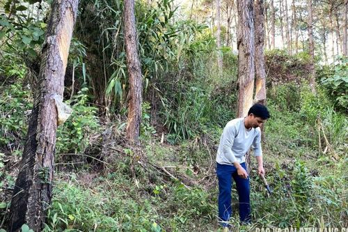 Hội Nông dân xã Đình Lập: Tiếp sức giúp hội viên vươn lên phát triển kinh tế