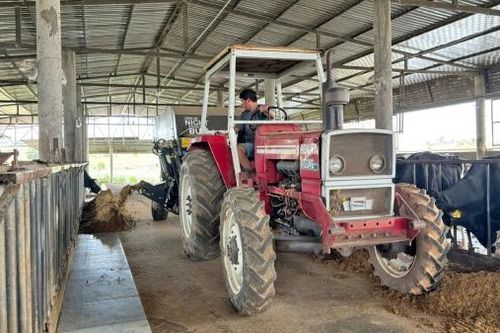 Trang trại bò mẫu của nông dân trẻ
