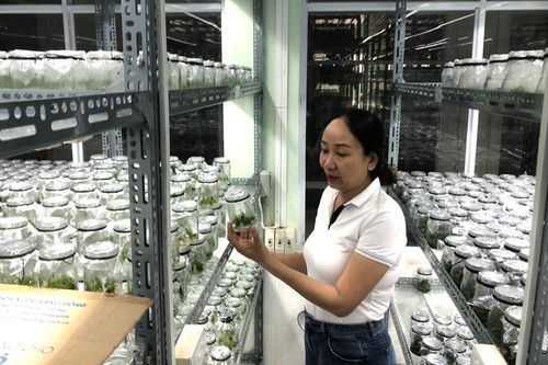 Sản xuất hơn 10,5 triệu cây giống chất lượng cho trồng rừng