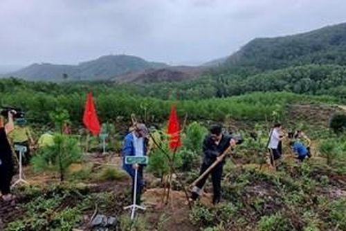 Giữ vững 'lá phổi xanh', đẩy mạnh phát triển lâm nghiệp bền vững