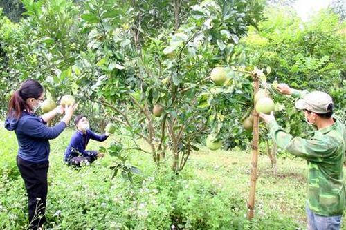 Những triền đồi 'thay áo mới' của đồng bào dân tộc thiểu số ở Than Uyên