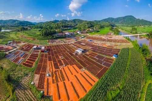 Sức vươn xa của loài hoa tám cánh ở xứ Lạng