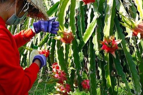 Thanh long sạch Hòa Lệ giúp nông dân Hàm Thuận Bắc ngày một khấm khá