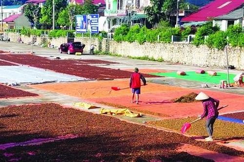 Cây hồi phủ xanh đồi núi giúp người dân Thạch An thoát nghèo