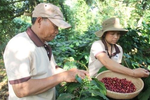 Sở hữu trí tuệ - Đòn bẩy cho sự phát triển HTX ở Đắk Lắk