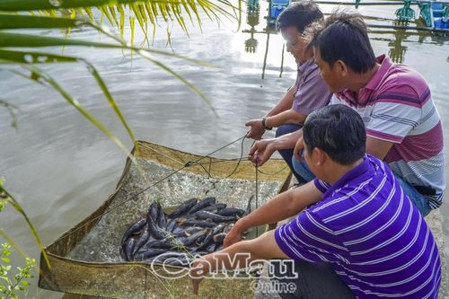 Áp dụng kỹ thuật để nâng cao hiệu quả sản xuất