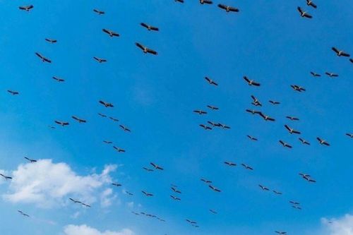 Chim quý bay về Gia Lai tìm kiếm thức ăn có đặc điểm gì gây sốt?