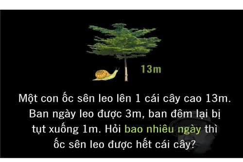 Ốc sên mất bao nhiêu ngày để leo hết cái cây 13m?