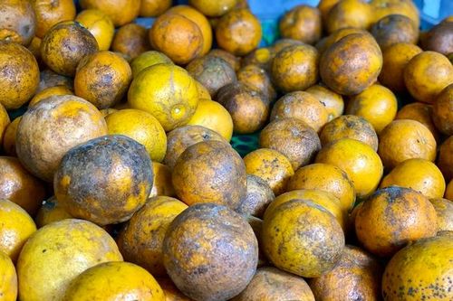 Quýt sim cuối vụ giá hơn 10.000 đồng/kg luôn 'hút khách', tiểu thương đua nhau nhập hàng
