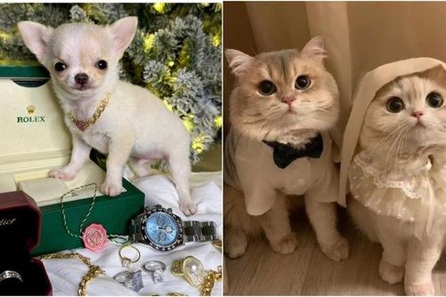 Thú cưng lên đời: Chi phí nuôi chó, mèo mỗi tháng đắt đỏ cỡ nào?