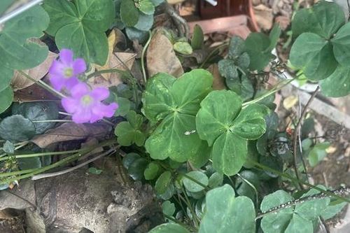 Ca ngộ độc hiếm gặp - suy thận cấp từ cây me đất hoa đỏ