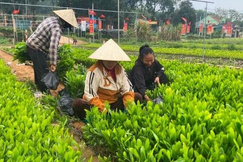 Giá keo giống ở tỉnh Nghệ An tăng kỷ lục
