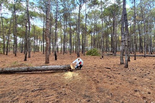 Vì sao cơ quan chức năng không đủ cơ sở để xử lý tình trạng khai thác gỗ thông trái phép trong khu vực Dự án sân golf FLC Đak Đoa?